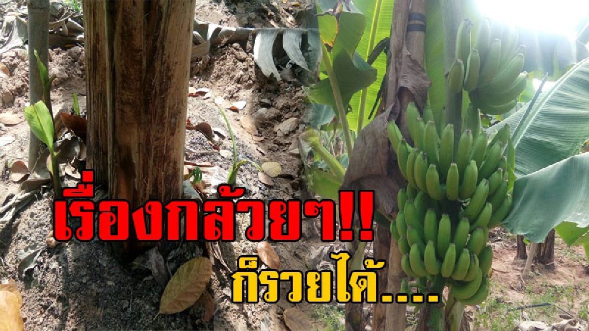 แค่เรื่องกล้วยกล้วย..ก็ทำให้รวยได้!! เกษตรกรปรับแผนจากการทำนา หันมาปลูก "กล้วย" ขาย รายได้เหยียบแสนทุกเดือน..!? (มีคลิป)