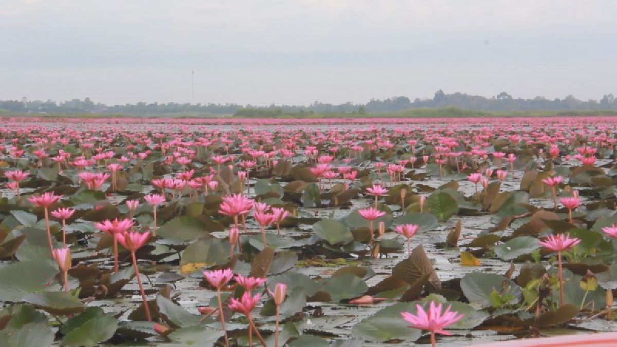 ความงามที่ตั้งตารอ..!! นทท.แห่ชมความงาม "ทะเลบัวแดง" ที่อุดรธานีกันอย่างคึกคัก..!?