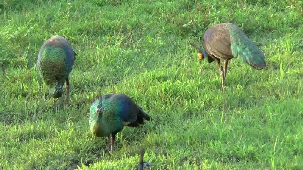 ห้ามพลาด..!! ชาวพะเยาเปิดท่องเที่ยวเชิงอนุรักษ์ เชิญชมนกยูงไทยแห่งป่าเวียงลอ รับหนาวนี้..