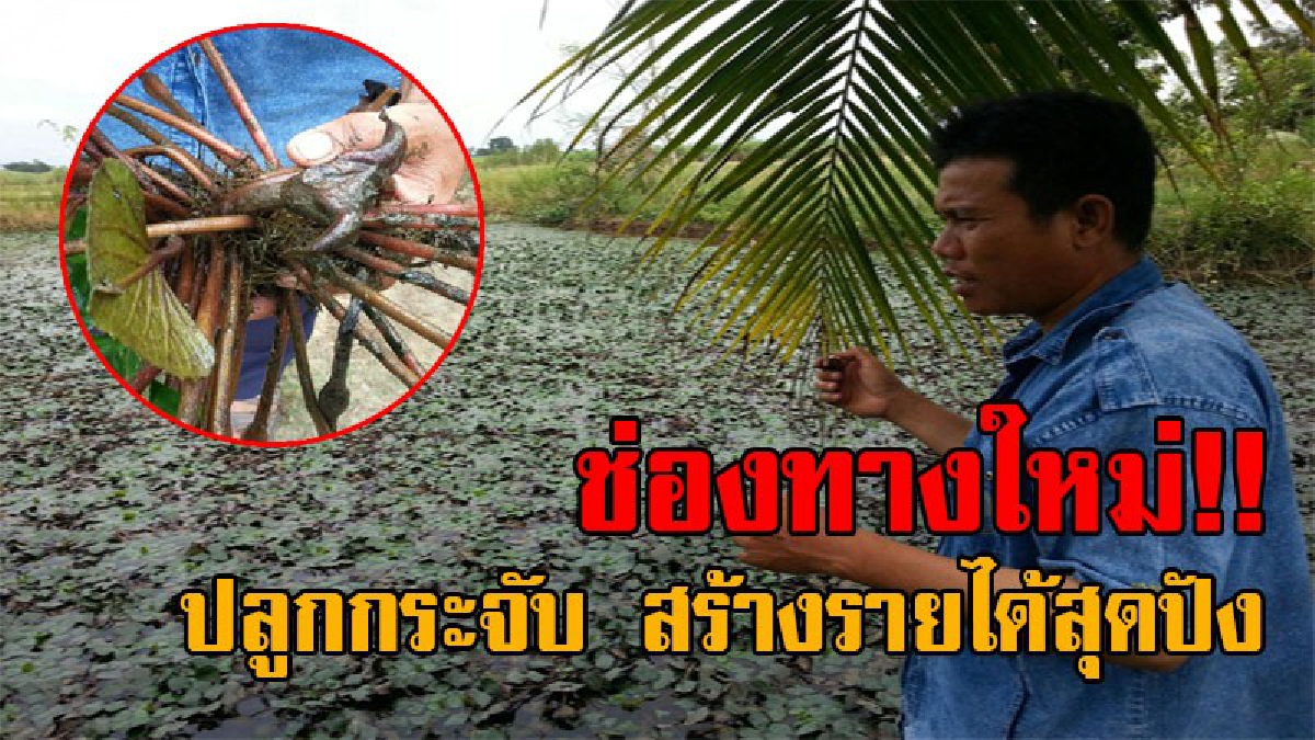 อย่าปล่อยให้หลุดมือ..! เกษตรกรลดต้นทุนอาหารปลาในสระน้ำ นำกระจับมาปลูกเป็นแหล่งอาหาร ช่วยเพิ่มช่องทางรายได้ จากการเก็บผลกระจับต้มขาย