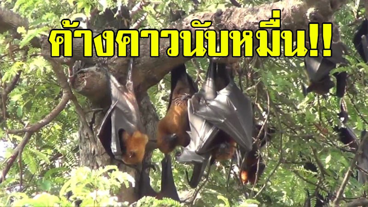 ต้องลองไปดูให้เห็นกับตา..!? บอกเลยน่าไปเที่ยวสุดๆ ชวนหวานใจไปชม "ค้างคาวแม่ไก่" นับหมื่นตัว เป็นภาพที่หาดูได้ยากสุดๆ..!!