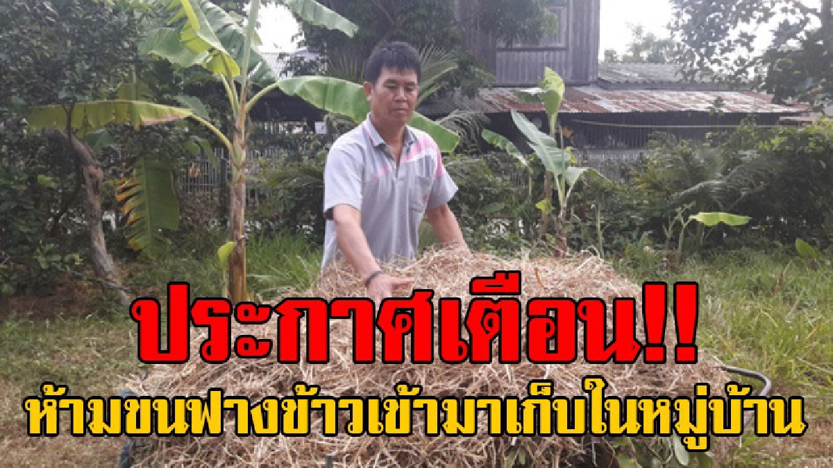 ประกาศเตือนด่วน..!! ชาวนาผู้เลี้ยงโคกระบือ "ห้ามขนฟางข้าว" เข้ามาเก็บในหมู่บ้าน เพื่อช่วยกันป้องกันเหตุเพลิงไหม้
