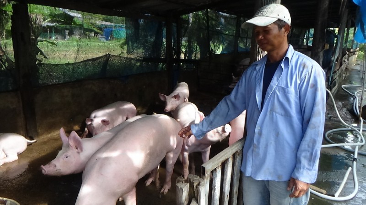เป็นแบบนี้ต่อไปคงแย่..!? เกษตรกรเลี้ยงหมูร้อง ราคาหมูฟาร์มอยู่ที่กิโลกรัมละ 42-45 บาท วอนรัฐบาลกำหนดมาตรการด้านราคาให้ชัดเจน..!!
