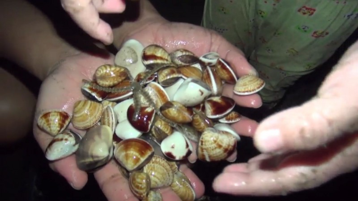 หาดบางแสนคึกครื้น..!! ชาวบ้านพากันมาหาหอยตลับในช่วงน้ำลง ทำให้เป็นการสร้างรายได้ให้กับครอบครัวยากจนได้เป็นอย่างดี (ชมคลิป)