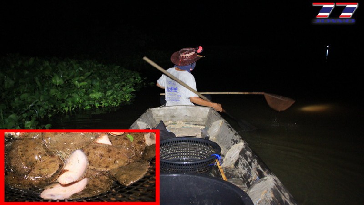 ปลาลิ้นหมาลอยน้ำเกลื่อน เป็นสัญญาณเตือนปัญหาน้ำเน่าเสีย ชาวบางแตนสุดระอาไม่มีหน่วยงานช่วยเหลือจริงจังสักที (มีคลิป)