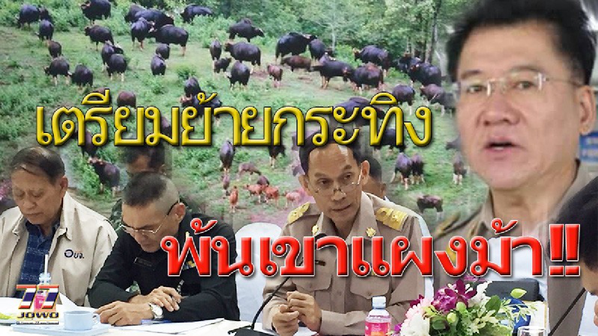 ผู้ว่าโคราช ลงพื้นที่ถิ่นกระทิงเขาแผงม้า สั่งสำรวจปริมาณเพื่อความชัดเจนก่อนย้าย พร้อมช่วยเหลือเกษตรกรที่ถูกกระทิงป่าทำลายทรัพย์สิน!!!(คลิป)