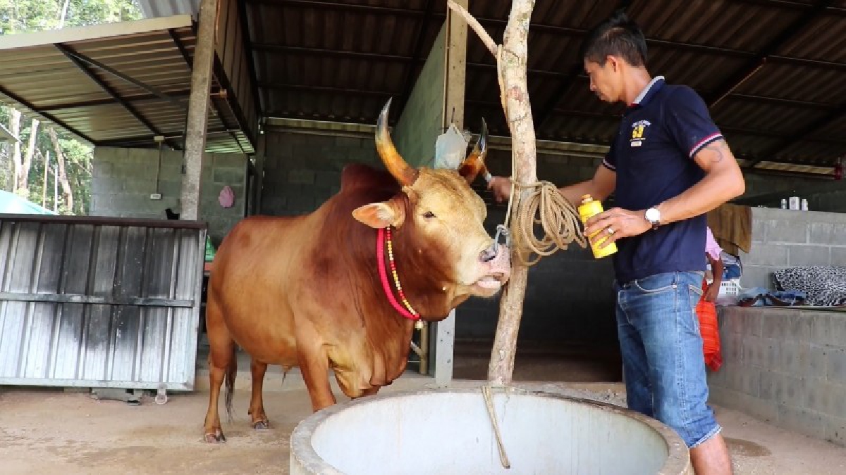 วงการวัวชนฮือฮา..!! สนามกีฬาชนโคนานาชาติ เตรียมจัดแข่งวัวชนคู่ประวัติศาสตร์ระหว่างวัวไทยกับวัวจีน