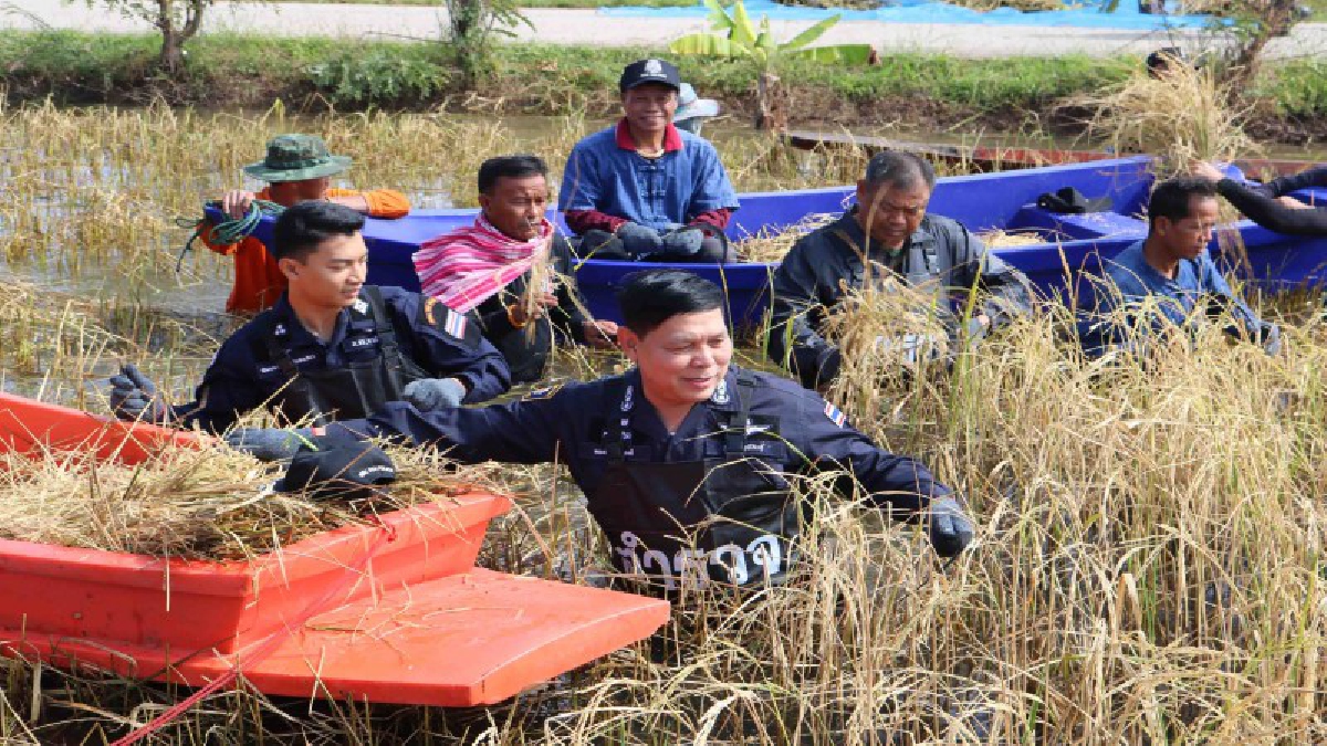 ตร.ไทยทำได้ทุกอย่าง..!! ผู้การฯกาฬสินธุ์ระดมกำลังช่วยเหลือชาวนาที่ถูกน้ำท่วมนานกว่า 4 เดือน ลดภาระค่าใช้จ่ายและช่วยเหลือเกษตรกร