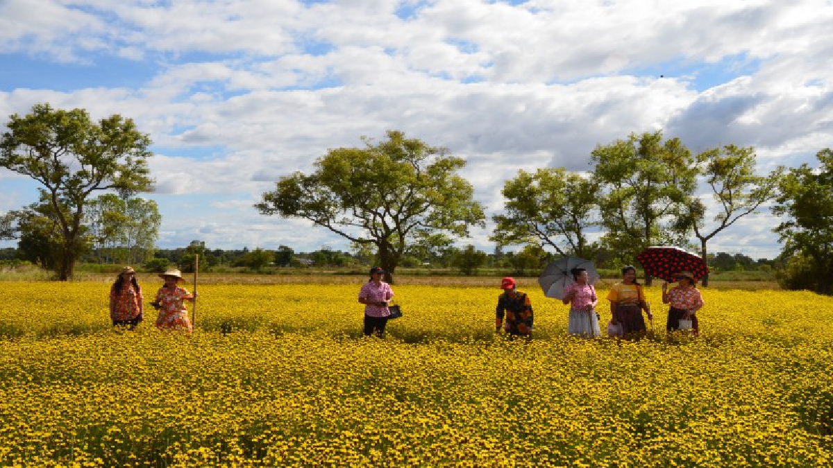 แชร์ว่อน !! นักท่องเที่ยวแห่เซลฟี่ ความงามดอกเหลืองทิพวรรณ (ดอกขี้กลาก) อร่ามกลางทุ่งนากว่า 9 ไร่