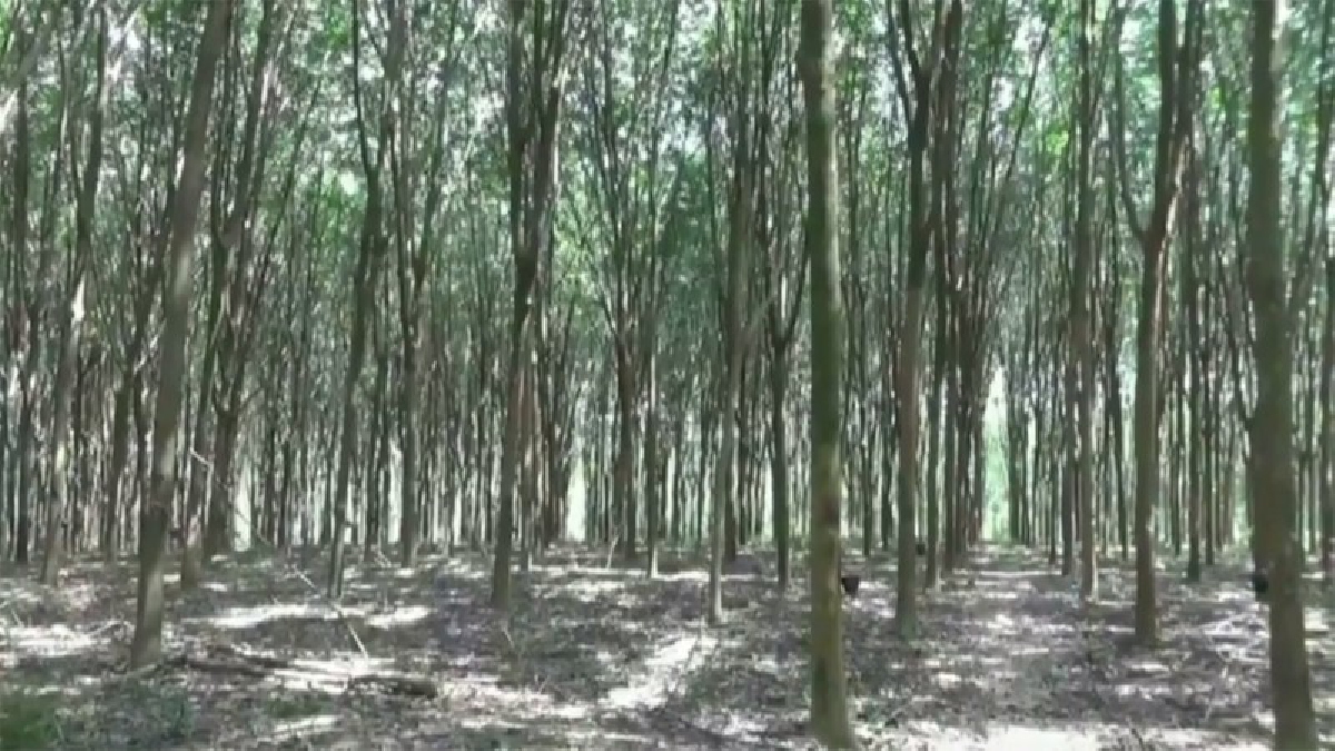 แกนนำชาวสวนยางรายย่อย..!! เรียกร้องรัฐบาลประยุทธ์ แก้ปัญหาราคายางตกต่ำ เผยคาดหวัง รมต.กระทรวงเกษตรคนใหม่เป็นอย่างมาก