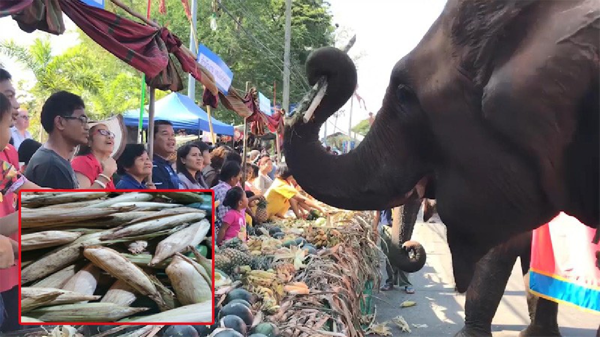 ชาวบ้านโวย !! ข้าวโพด-โต๊ะจีนเลี้ยงอาหารช้าง พบ"ขึ้นรา เฉา-เน่า" เพียบ ช้างยังเมินไม่ยอมกิน อบจ.ยันตรวจสอบแล้วอย่างดี (มีคลิป)