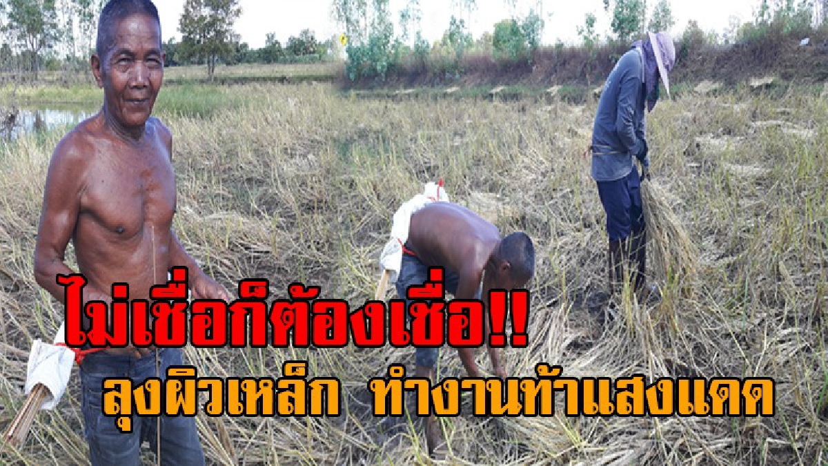 แปลกกันแบบสุดๆ..!! เกิดมาเพิ่งเคยเห็น คุณตาผิวเหล็กวัย75 ไม่ชอบใส่เสื้อทำงาน กลางแสงแดดที่แผดเผา ทำอึ้งหนัก สุขภาพยังแข็งแรงดีทุกอย่าง!?