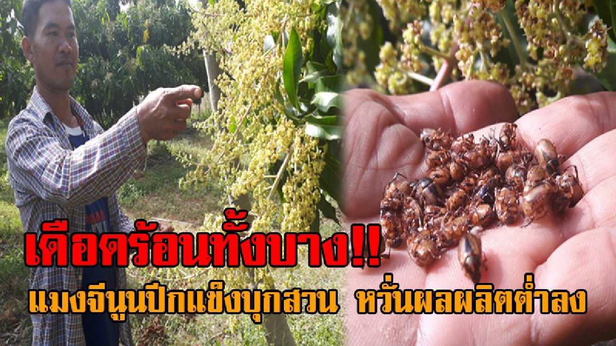 มากันเป็นกองทัพ..! แมงจีนูนปีกแข็ง สีน้ำตาล บุกขโมยกัดกินดอกมะม่วงน้ำดอกไม้ ของเกษตรกร เผยถ้ายังไม่เร่งกำจัด ผลผลิตลดต่ำลงแน่นอน!?
