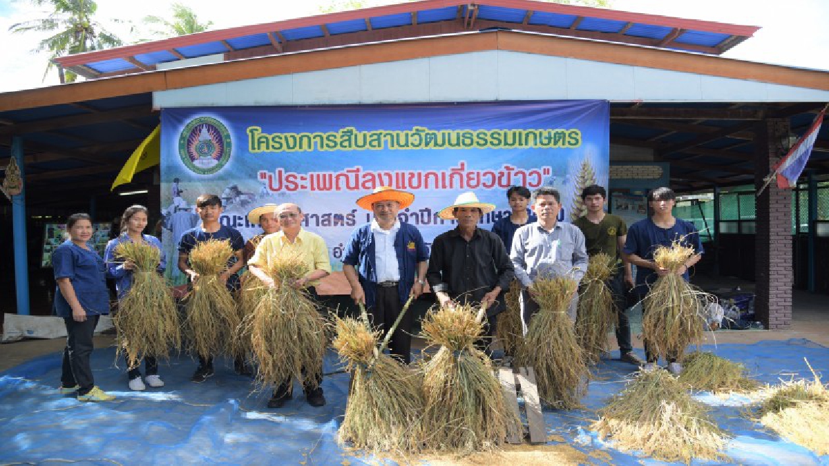 นักศึกษา ม.ราชภัฏอุบลฯ “ลงแขกเกี่ยวข้าว” สืบสานวัฒนธรรมประเพณีเกษตรไทย