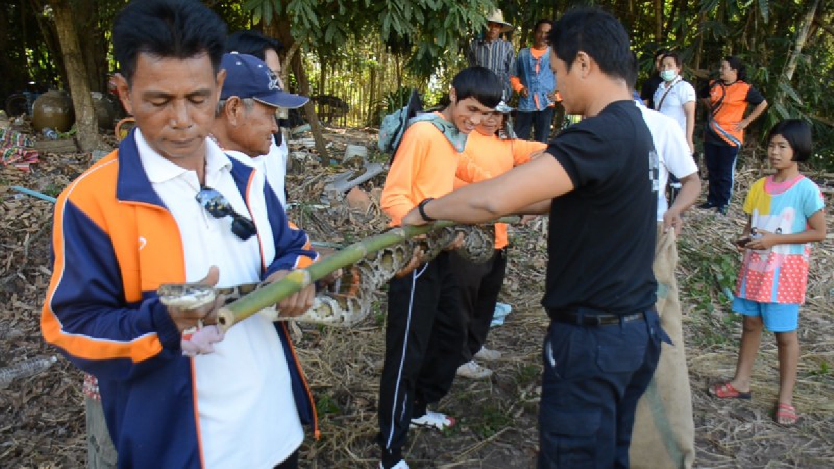 ชาวบ้านหงายเงิบ..!! หลังเจองูเหลื่อมยักษ์ ขณะเกี่ยวข้าว เจ้าของที่เชื่อ..นำโชคมาให้