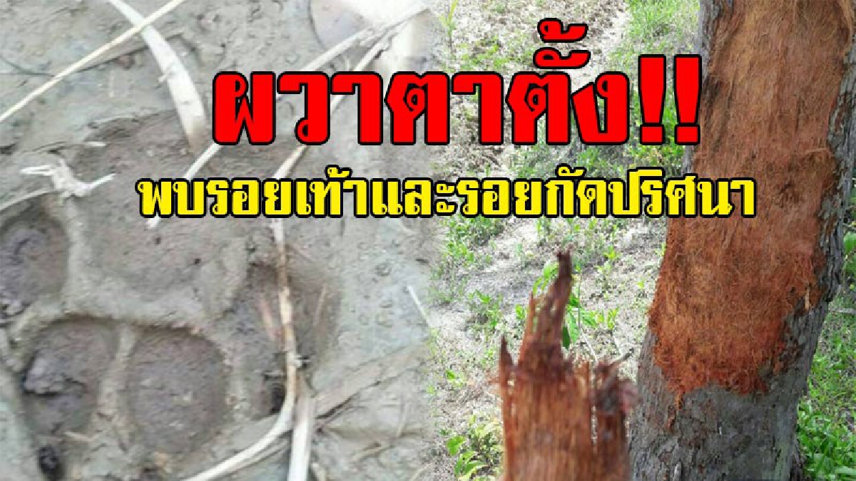 ผวาสุดตัว!! ชาวบ้านสิชลเมืองคอน พบรอยเท้าสัตว์ปริศนา คล้ายรอย "หมียักษ์" ทิ้งรอยกัดต้นยางและมะพร้าว ขาดกระจุย ไว้ให้ดูต่างหน้า..!?