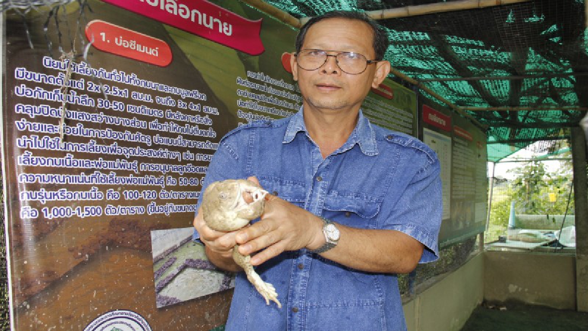 สร้างรายได้ทั้งปี !! เกษตรกรทำพ่อพันธุ์แม่พันธุ์กบ 3 ตัวกว่า 1 กิโลกรัม เผยเคล็ดลับใช้นิ้วถูไปที่หน้าอกกบตัวผู้กระตุ้นการผสมพันธุ์