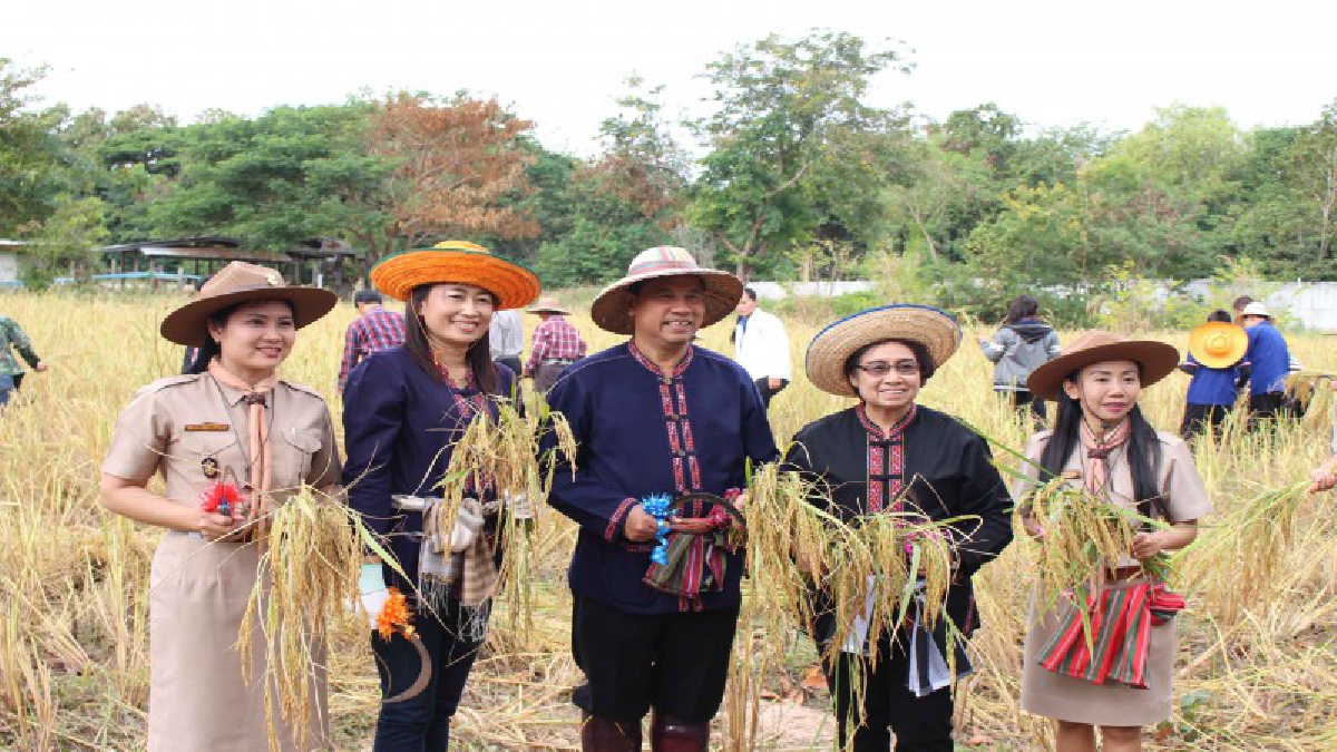 กาฬสินธุ์..!! สืบสานประเพณีลงแขกเกี่ยวข้าวสานต่อศาสตร์พระราชา พร้อมสนับสนุนสถานศึกษาในสังกัด 171 แห่ง