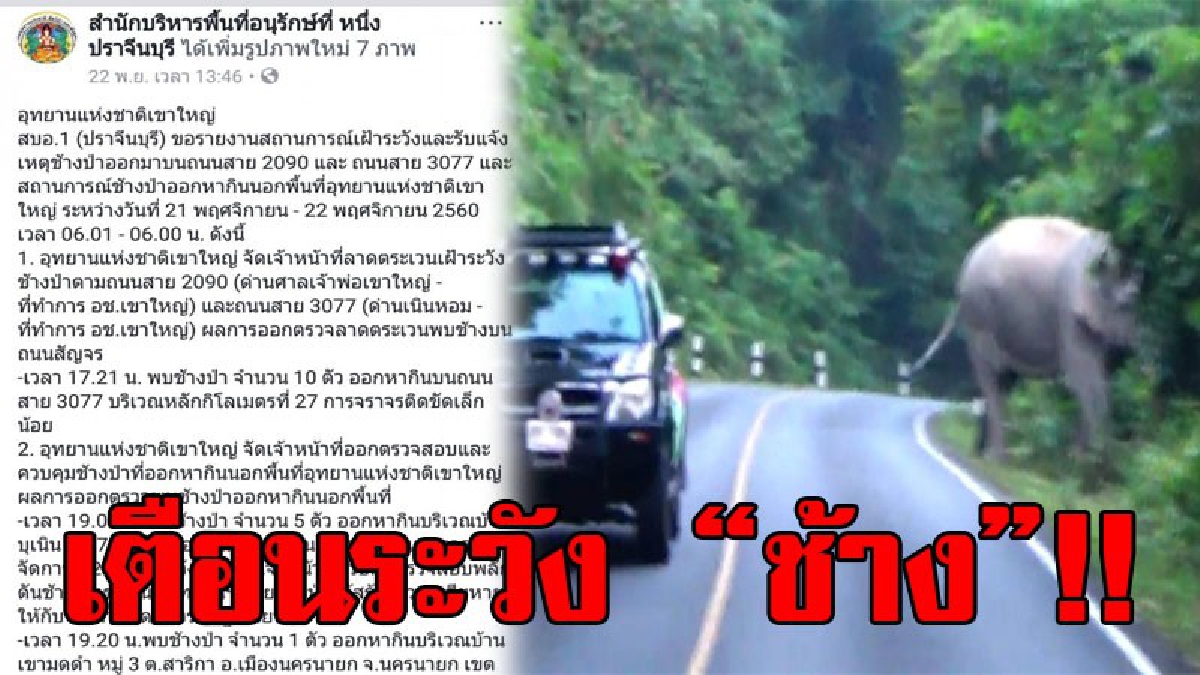 เฟซบุ๊กสำนักบริหารพื้นที่อนุรักษ์ที่ 1 ปราจีนบุรีแชร์กระหึ่ม หน้าหนาวพบช้างป่าเขาใหญ่มรดกโลก จำนวนมากออกหากินทั้งใน -นอกอุทยานฯ