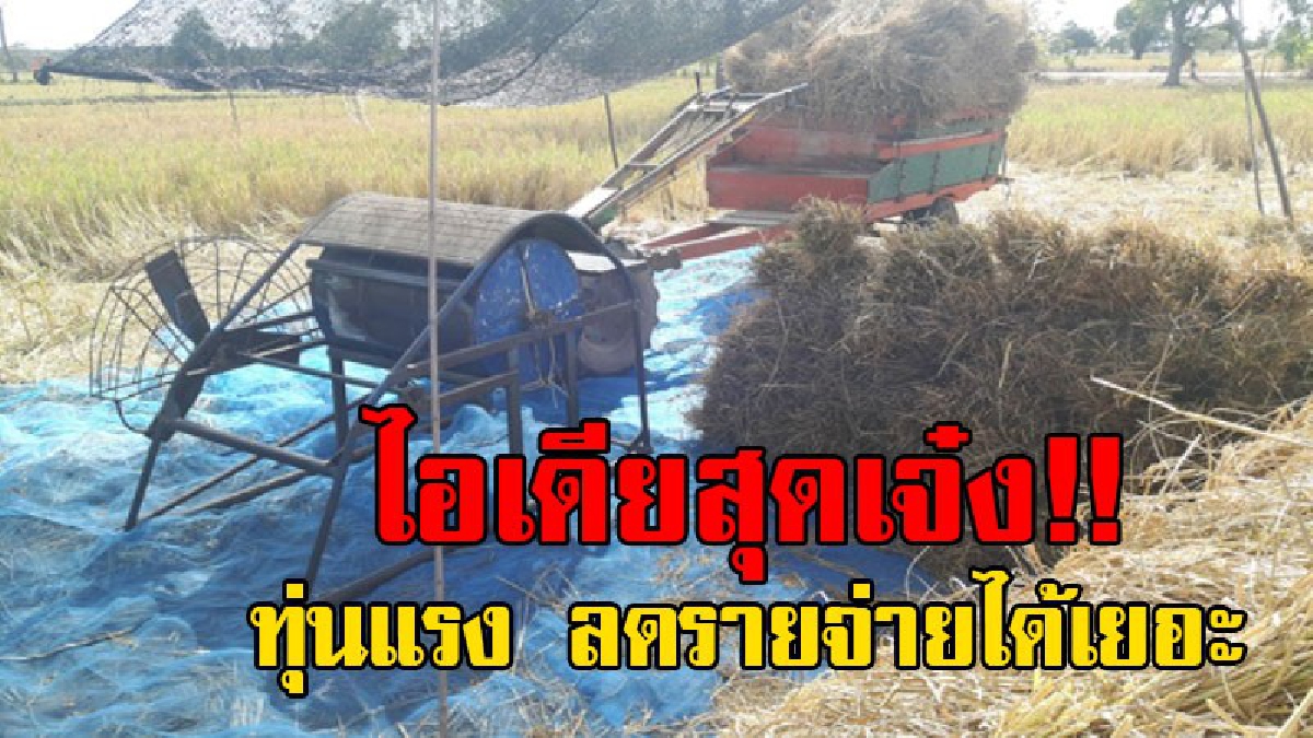 ตะลึงสุดๆ คิดได้ไง..!?  ชาวนาที่ยโสธร ประดิษฐ์เครื่องนวดข้าวด้วย "ถังน้ำมัน" ช่วยทุ่นแรง ลดรายจ่าย สุดยอดจริงๆ..!!