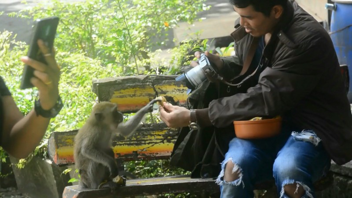 รับช่วงเปิดฤดูท่องเที่ยว..!! นทท.เดินทางเที่ยวชมวัดถ้ำเสือ เลี้ยงอาหารลิงคึกคัก คนขายอาหารลิงดีใจ รายได้เพิ่ม 1500-2000 บาทต่อวัน (คลิป)