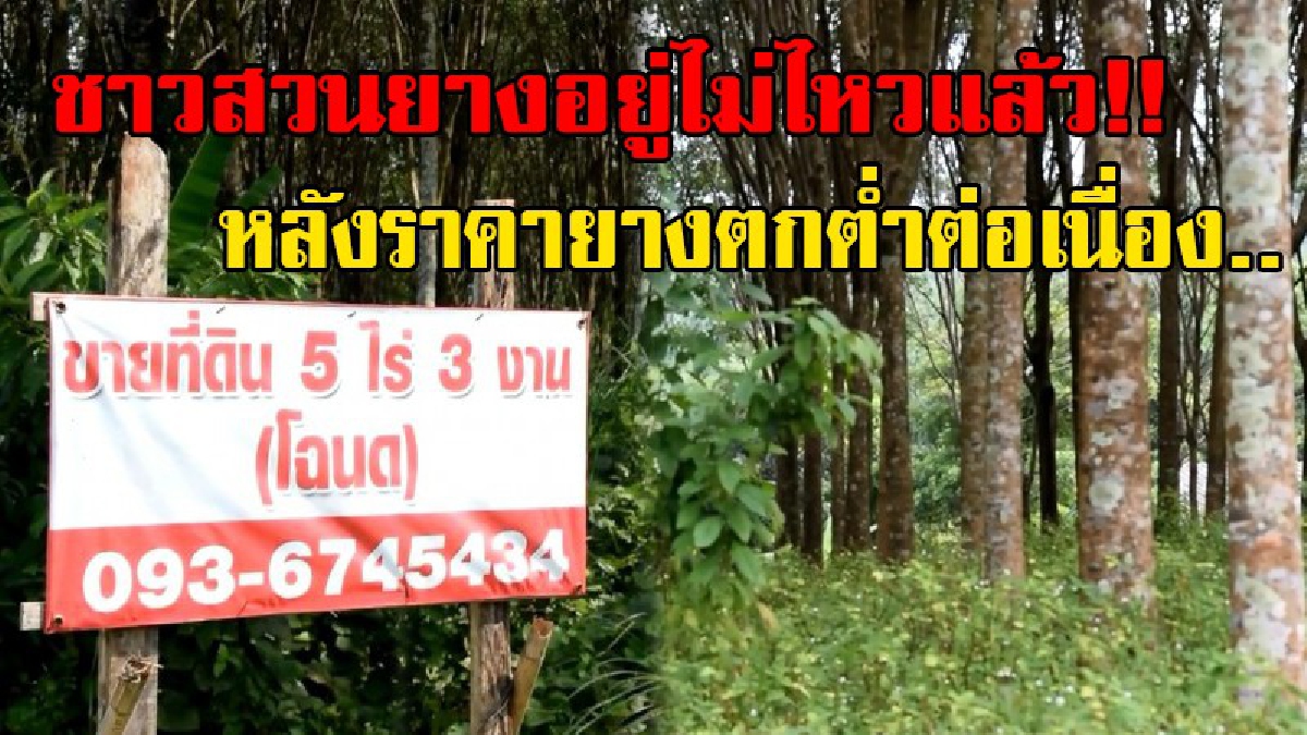ชาวสวนยางสุดทน..!! ประกาศขายสวน หลังราคายางพาราตกต่ำต่อเนื่อง..