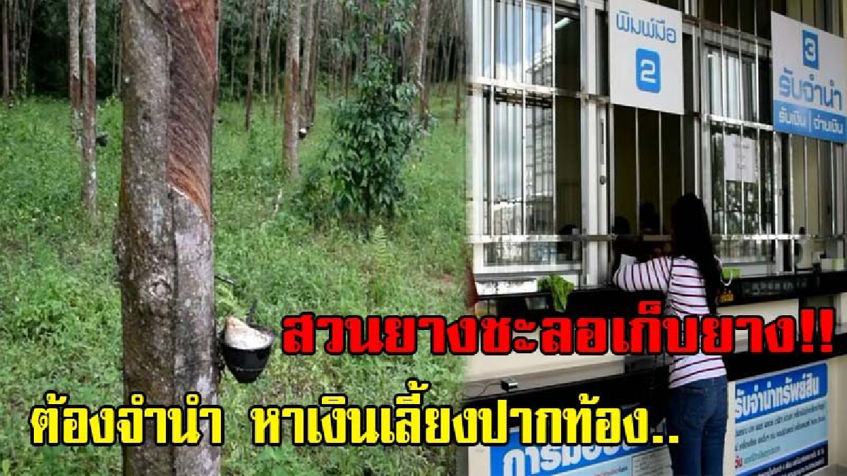 ชาวสวนยางกระบี่..!! ชะลอการเก็บยางก้นถ้วย รอราคาปรับสูงขึ้น ขณะที่ชาวบ้านบางส่วนต้องนำทรัพท์สินออกมาจำนำเลี้ยงชีพ..