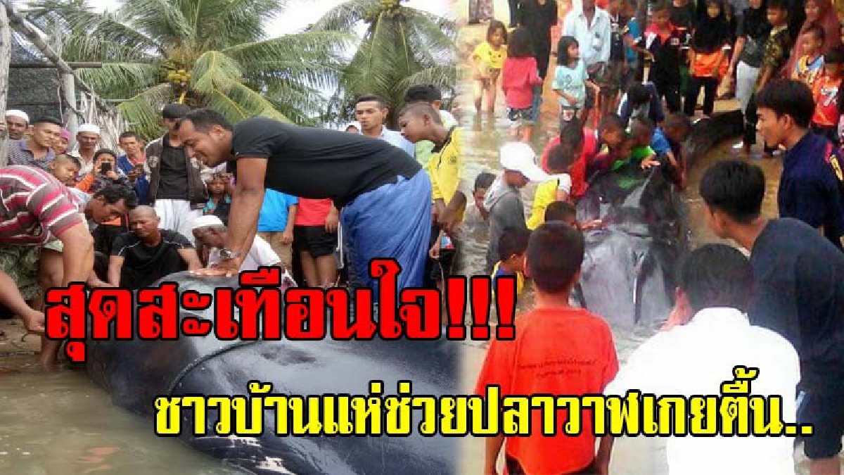 สุดสะเทือนใจ..!! ปลาวาฬเจอมรสุม หลงฝูง ถูกพัดเกยตื้น ชาวบ้านแห่ช่วยเหลือ แต่ไม่ทัน..