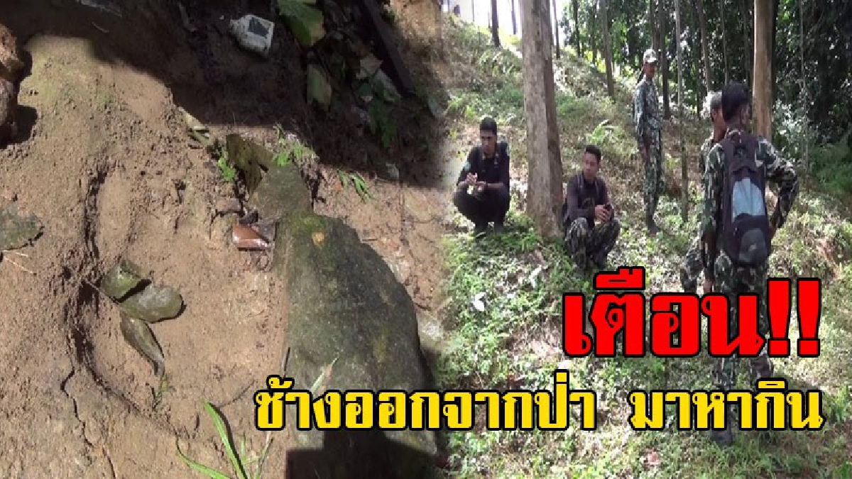 เตือนระวัง..!! โขลงช้างป่าอุทยานแห่งชาติเขาหลวง ออกจากป่ามาหากินในสวนยางชาวบ้าน จนท.ส่งเสียงดังให้ช้างกลัว แต่ช้างกลับนิ่งเฉย..!?