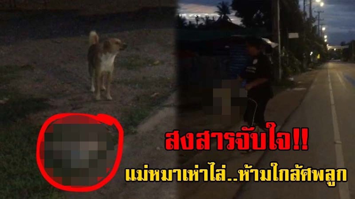 แม้เป็นสัตว์เดรัจฉานแต่ก็มีหัวใจ..!! เปิดคลิปสุดหดหู่ แม่สุนัขพยายามเอาศพลูก ที่ถูกรถชนออกจากถนน พรางเห่าไล่ไม่ให้คนเข้าใกล้!?