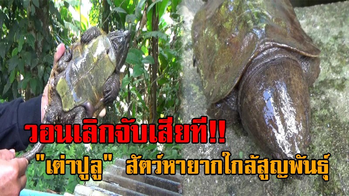 สุดเศร้าใจ !! วอนเห็นใจ "เต่าปูลู" สัตว์หายากใกล้สูญพันธุ์ ถูกลอบจับส่งขายเกลี้ยง ราคาเหยียบหลักพัน นักเปิบต่างชาติเชื่อเป็นยาปลุกเซ็กส์!?