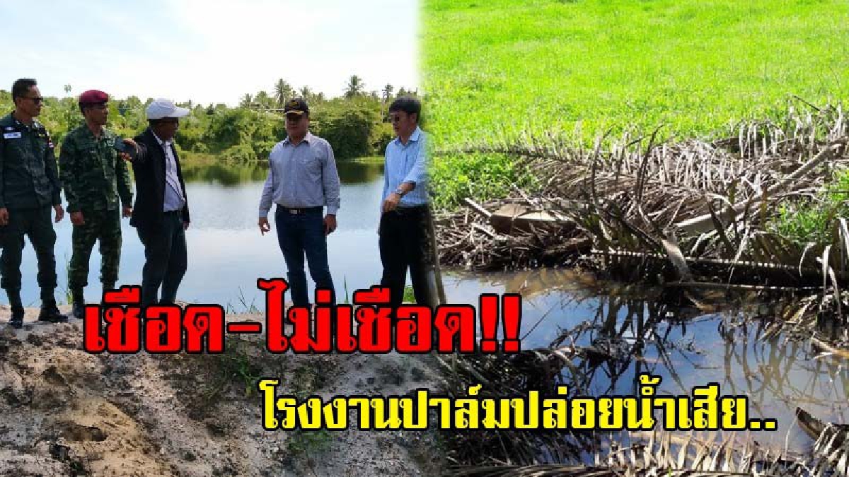 เชือด..ไม่เชือด !!! ปปท.เข้าตรวจโรงงานปาล์มเมืองคอนปล่อยน้ำเสีย 3 วัน..ลุ้นผลสรุปข้อเสนอเชือดโรงงานและเจ้าหน้าที่..เกียร์ว่างหรือไม่..?