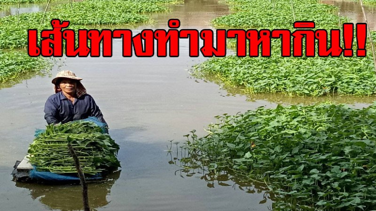 ทำเล่นๆพารวยได้..!? เส้นทางทำมาหากิน เพียงแค่ปลูก "ผักบุ้งจีน" ลอยน้ำขาย มีเงินใช้จ่าย พอกินพอใช้มากขึ้น..!?