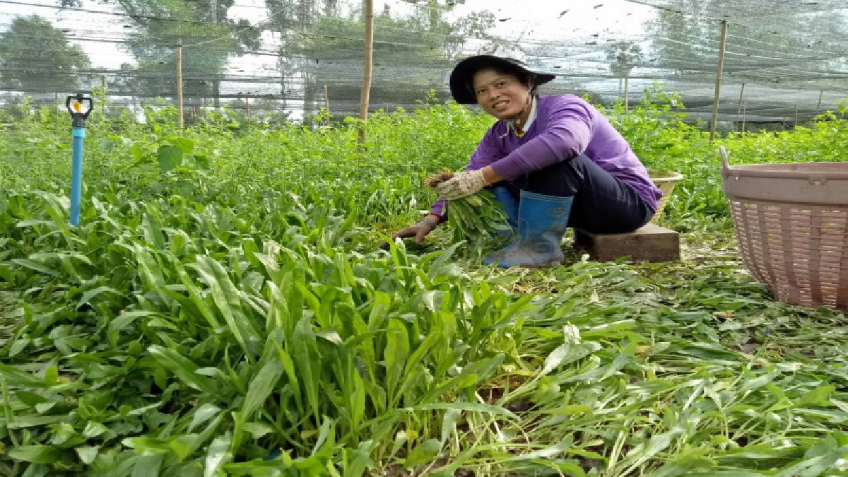 เส้นทางทำกิน..!! อดีตสาวโรงงาน “ฉันทนา” ปลูกผักชีฝรั่ง กก.ละ 50 รับไม่อั้น รายได้งาม รอบแรกขายได้เป็นแสน ๆ บาท