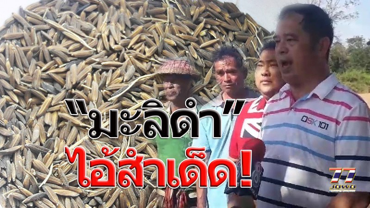 ข้าว“มะลิดำ กับ น้ำย้อย” 2 พันธ์ข้าวสายพันธ์ุใหม่.!!! โคราชวางงาน แก้ปัญหาราคาข้าวตกต่ำแบบยั่งยืน ไม่ง้อโครงการจำนำข้าวอีกต่อไป!?!(คลิป)