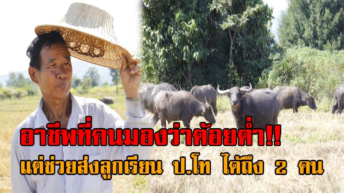 อย่าดูถูกอาชีพทำกิน..! เปิดใจลุงวัย68 เรียนจบแค่ป.7 ยึดอาชีพเลี้ยงควายขาย แทบไม่น่าเชื่อ ทำเงินได้ปีละหลายแสน ส่งลูกเรียนปริญญาโทได้ถึง 2 คน