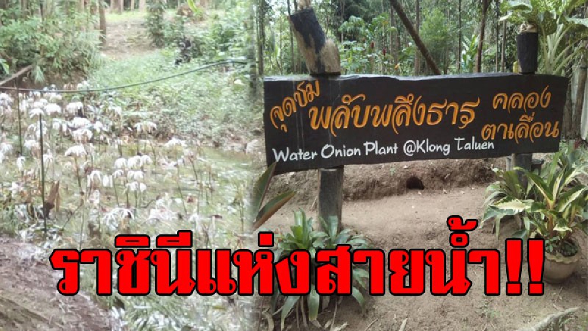 ห้ามพลาด..!! ถึงเวลาที่รอคอยมานาน สิ่งที่ นทท.ต่างวาดฝันว่าสักครั้งต้องเที่ยวชมให้เห็นกับตา ดอกไม้สีขาวที่ถูกเรียกว่า "ราชินีแห่งสายน้ำ"
