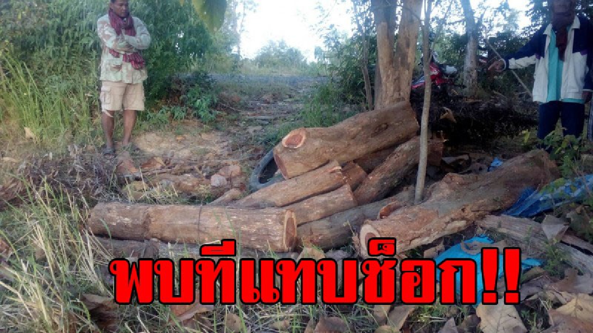 เหิมหนัก!! มอดไม้ลอบตัดพะยูง ร.ร วัดและที่นาชาวบ้าน ซุกกระท่อมปลายนา ท้ายหมู่บ้าน เตรียมเคลื่อนย้าย สุดท้ายดวงซวย คุณตาเจ้าของที่มาเจอ..!?
