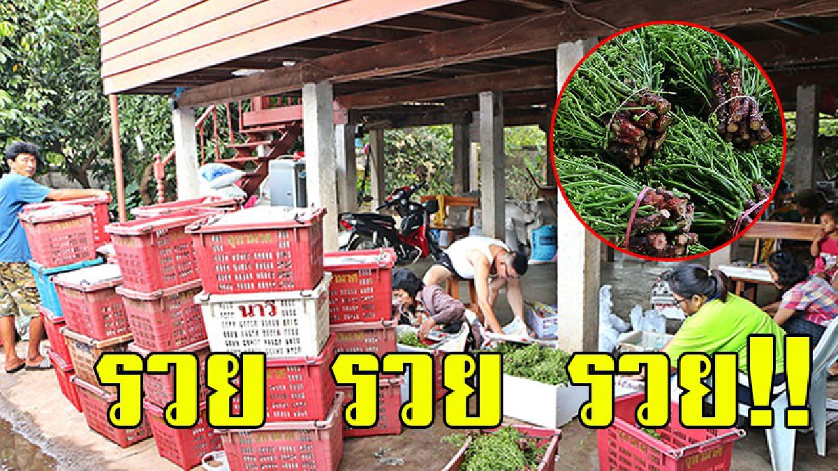 รวย รวย รวย!! สะเดาอ่อนขาวทวาย แตกยอด รับลมหนาว ชาวสวนเก็บขายสร้างรายได้เป็นกอบเป็นกำ..! (มีคลิป)
