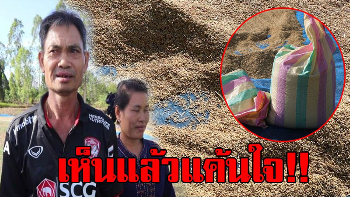ขโมยกันซึ่งๆหน้า..!! ชาวนาตากข้าวเปลือกไว้ เจอดีเข้าให้ ทำเอาผงะ เห็นชัดๆคาตา กำลังกรอกข้าวใส่ถุง พอเห็นคนมาวิ่งหนีกระเจิง..!?