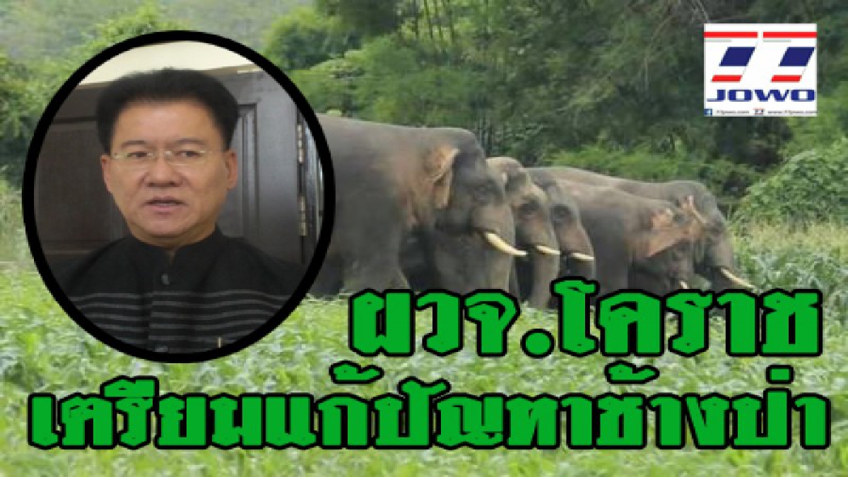 โคราชเตรียมกั้นแนวเขตระวังช้างป่า..!! ประสานกรมอุทยานช่วยผลักดันช้างป่า ที่ลงมากินพืชไร่ของเกษตรกร ให้เข้าไปอยู่ในป่าเท่านั้น