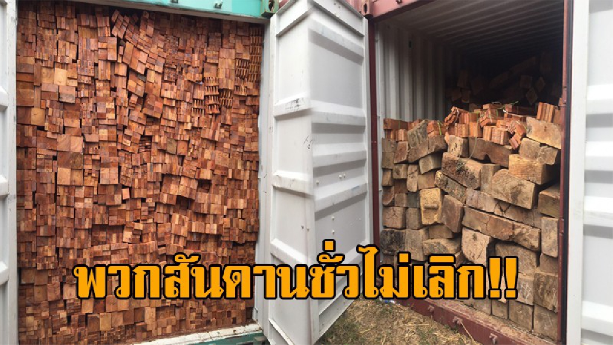 ป่าหมด เพราะคนพวกนี้ !! นายทุนชั่ว เล่นปลอมเอกสารไม้ประดู่ส่งออกจีน ศุลกากรยึดกว่า 8 หมื่นชิ้นมูลค่ากว่า 30 ล้าน (คลิป)