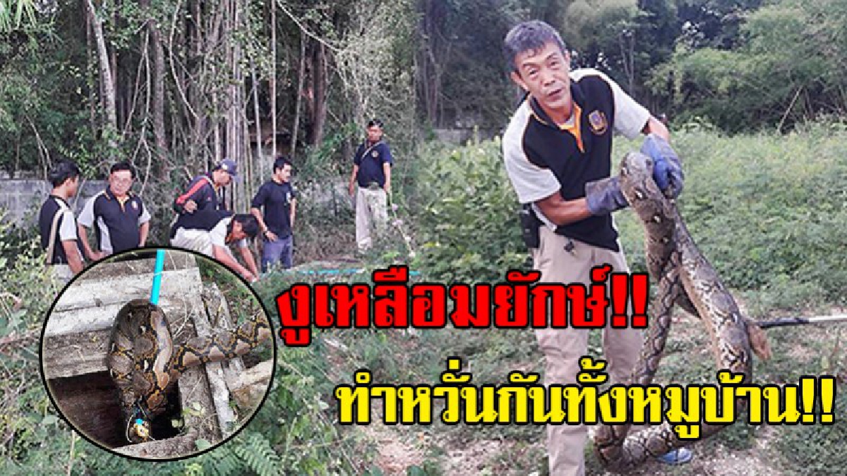 เหลือมยักษ์..!! ชุดเฉพาะกิจเทศบาลเมืองล้อมแรด ล้อมจับงูเหลือม หนักเกือบ 50 กก.ได้สำเร็จ หลังใช้เวลากว่า 6 ชม. ก่อนปล่อยคืนสู่ป่า