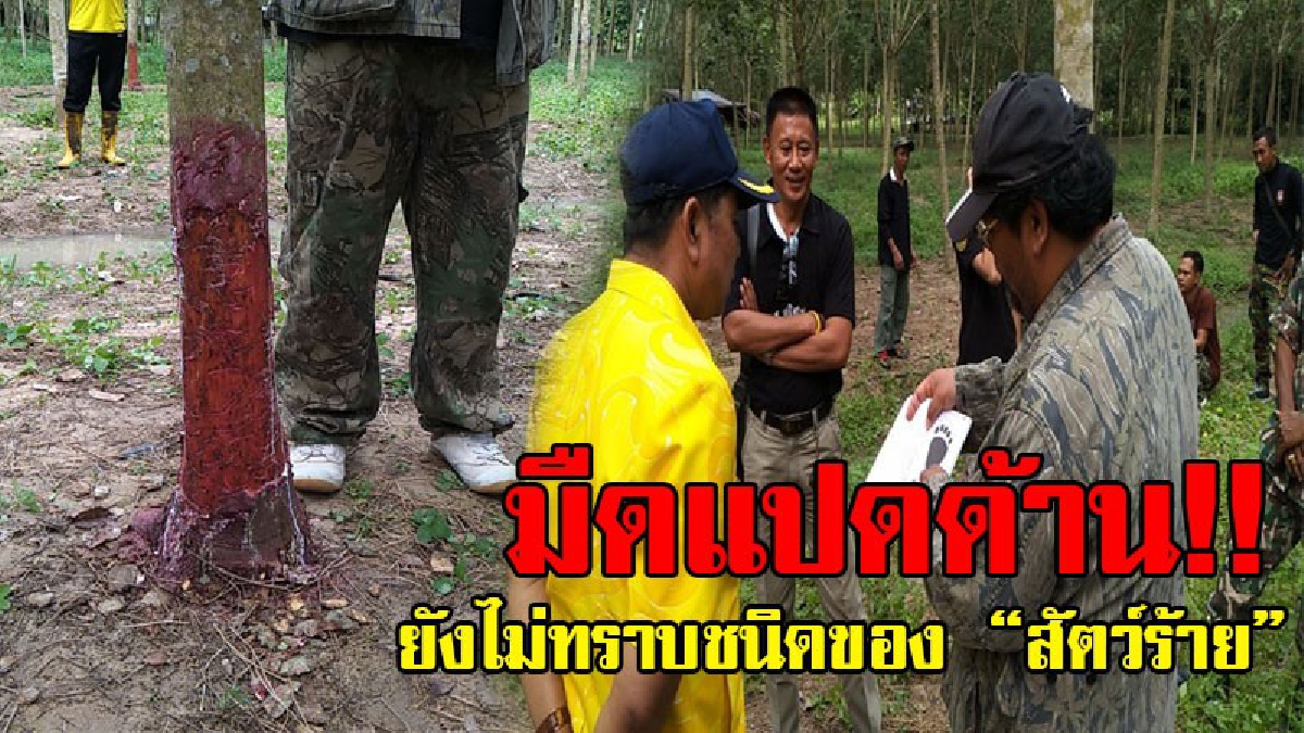 งงตาแตก..!? ชาวบ้านหวาดผวา นายอำเภอพร้อมผู้เชี่ยวชาญสัตว์ป่าฯ-ร่วมตรวจสอบ ทั้งรอยเท้า รอยข่วน ยังไม่รู้ จนติดตั้งกล้องเพื่อหาตัวสัตว์ร้าย