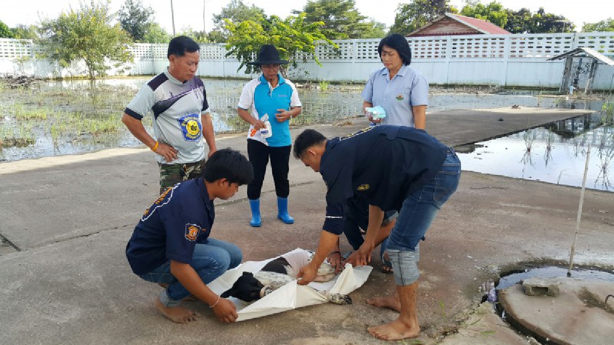 สุดอำมหิต !! คนใจร้าย ใช้ปืนยิงลูกดอกยาว 1 ฟุต เสียบกลางท้อง ร้องดังลั่นอย่างเจ็บปวด