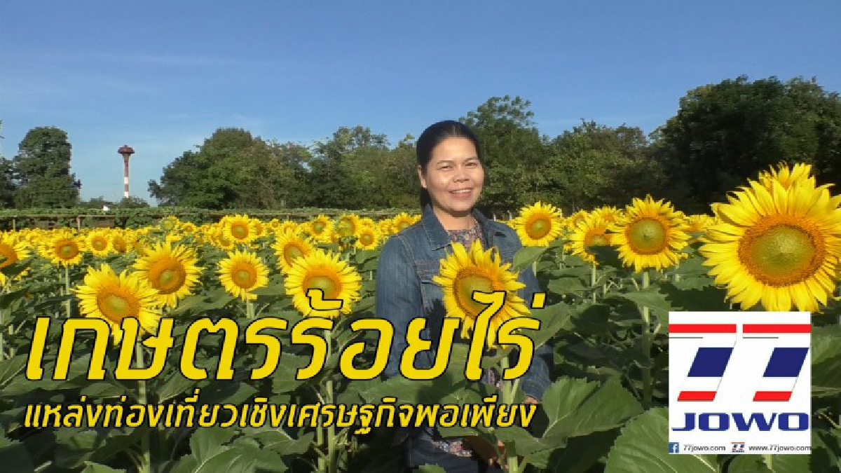 หน้าหนาวนักท่องเที่ยวแห่ชม &ldquo;ทุ่งทานตะวัน&rdquo; เกษตรร้อยไร่ ศูนย์เศรษฐกิจพอเพียงของมหาวิทยาลัยราชภัฏนครราชสีมา สไตล์เศรษฐกิจพอเพียง