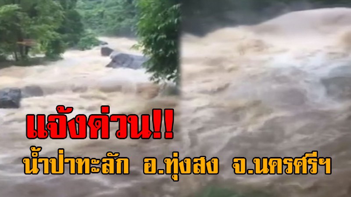 ด่วน..!! เปิดคลิประทึก วินาทีน้ำป่าทะลัก หลังฝนถล่มเมืองคอน ชาวบ้านเร่งยกของขึ้นที่สูง ด้านนายกเล็กเมืองทุ่งสง ประกาศเตือนปชช.รับมือ!?