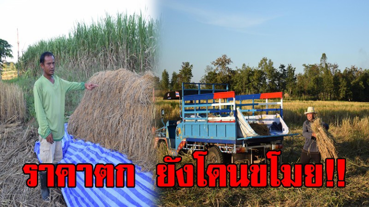 สุดช้ำใจ..!? ทุกข์ชาวนา ราคาตกต่ำ ยังไม่พอ โดนโจรใจชั่วขโมยข้าวเปลือกหนีลอยนวล..!!