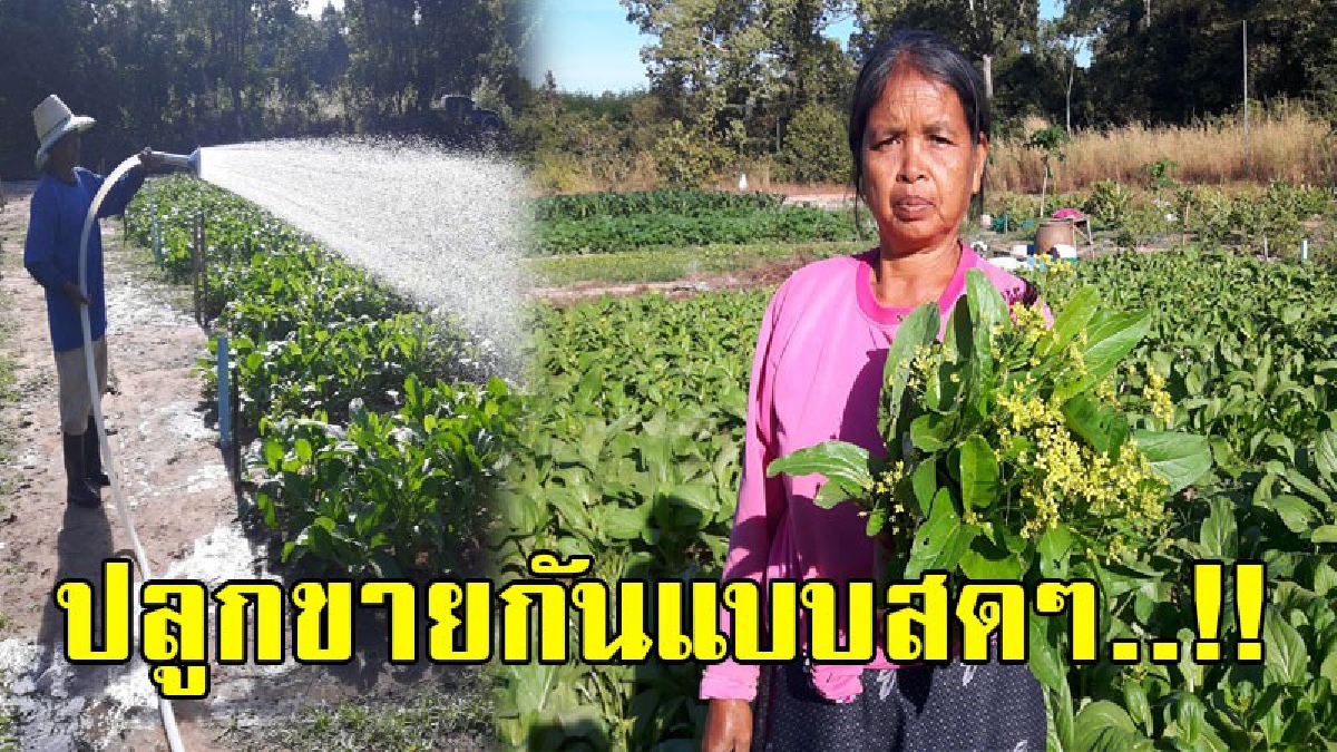 ปลูกขายกันแบบสดๆ..!! 2 สามี-ภรรยา ทำเกษตรอินทรีย์ ปลูกพืชผักแบบผสมผสาน สร้างรายได้งาม แม่ค้าเปิดรับซื้อไม่อั้น..!?