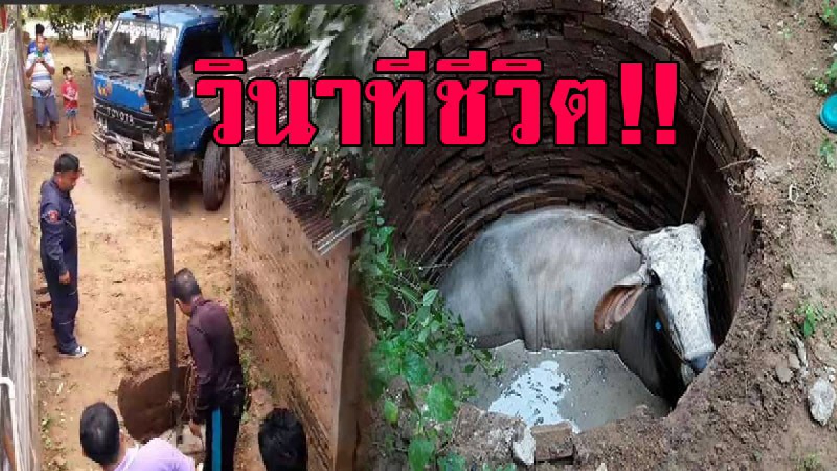 หนึ่งชีวิตก็มีค่า..!! เจ้าหน้าที่กู้ภัย ใช้รถเครนช่วยเหลือ "วัว" หลังตกลงไปในบ่อน้ำ ใช้เวลานานเกือบ 30 นาที ในที่สุดก็ช่วยสำเร็จ (ชมคลิป)